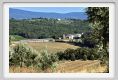 tenuta_di_arceno667