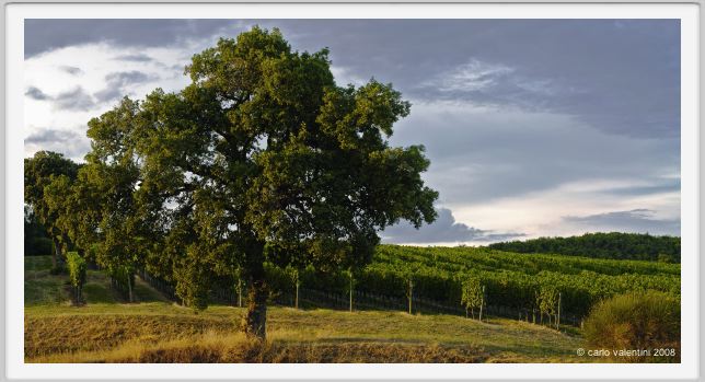 tenuta_di_arceno951