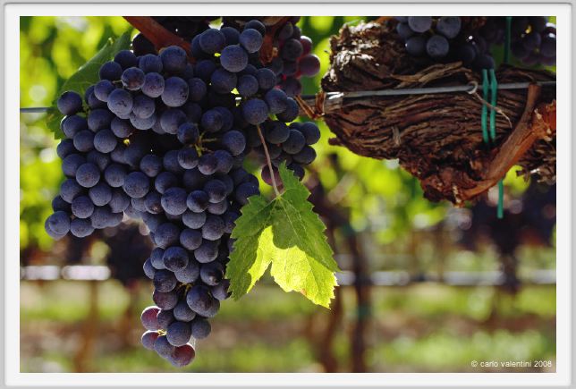tenuta_di_arceno772