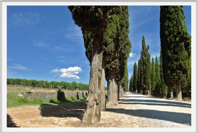tenuta_di_arceno908