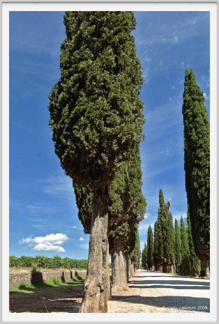 tenuta_di_arceno909