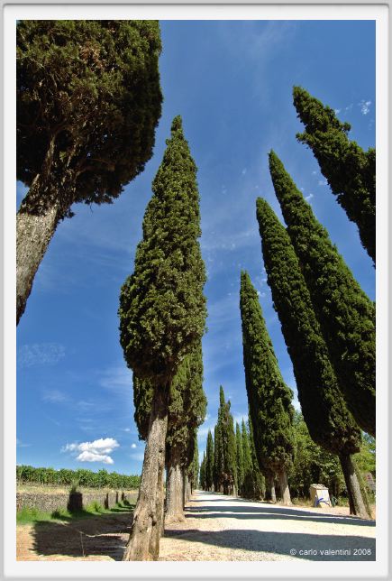 tenuta_di_arceno910