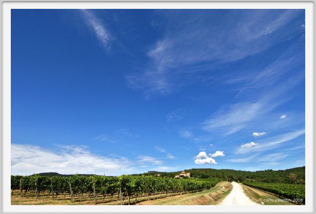 tenuta_di_arceno911