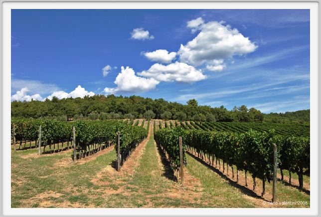 tenuta_di_arceno912