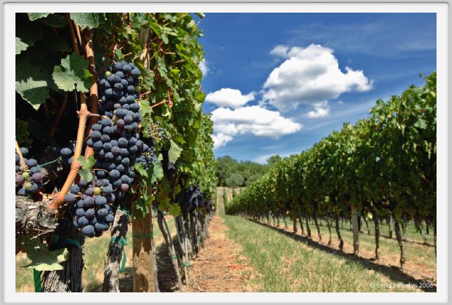 tenuta_di_arceno914