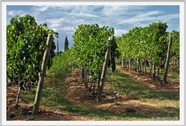 tenuta_di_arceno920