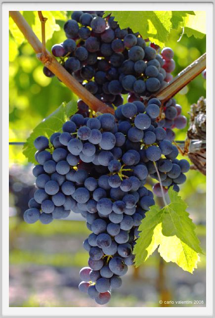 tenuta_di_arceno773