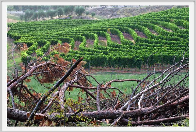 tenuta_di_arceno955