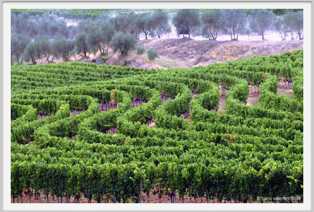 tenuta_di_arceno924