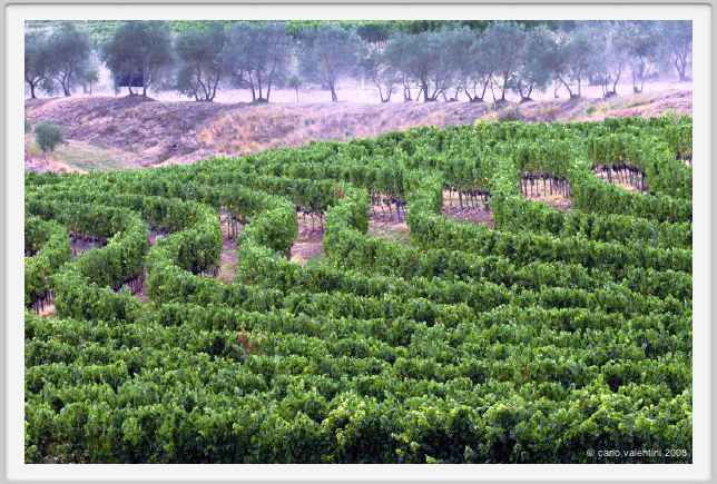tenuta_di_arceno925