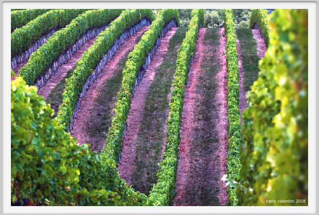 tenuta_di_arceno926