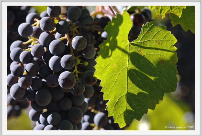 tenuta_di_arceno774