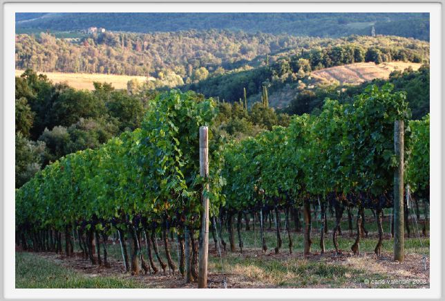 tenuta_di_arceno940