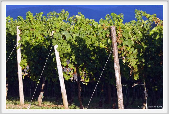 tenuta_di_arceno942