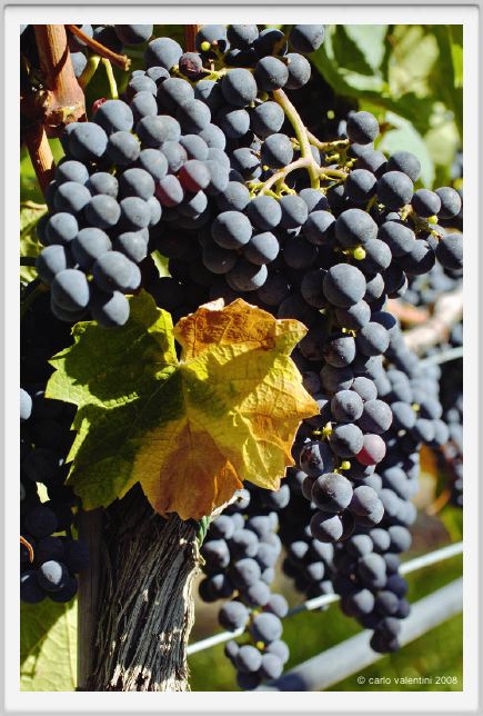 tenuta_di_arceno775