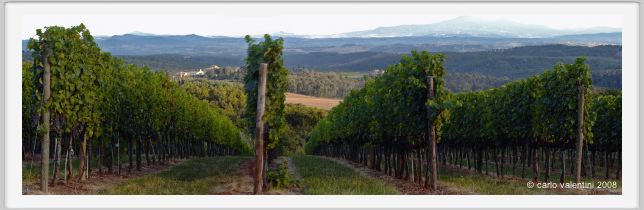 tenuta_di_arceno943