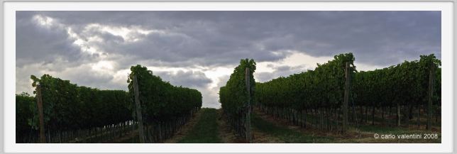 tenuta_di_arceno944