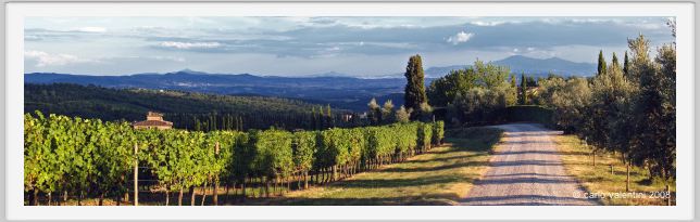 tenuta_di_arceno946