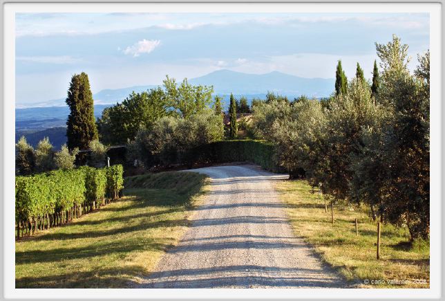 tenuta_di_arceno947