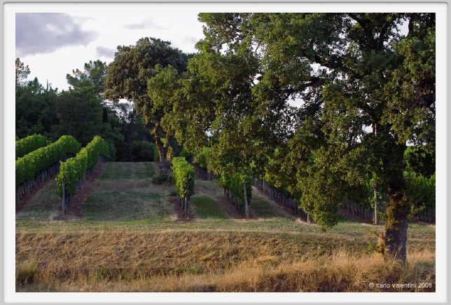 tenuta_di_arceno950