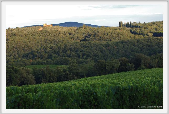 tenuta_di_arceno953