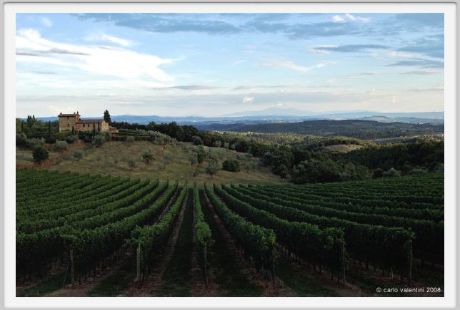 tenuta_di_arceno958