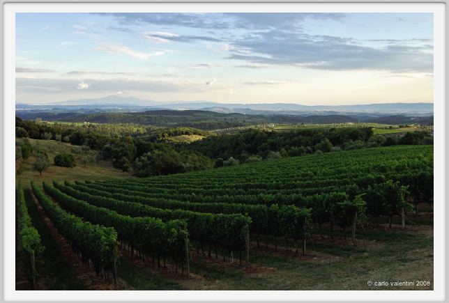 tenuta_di_arceno963