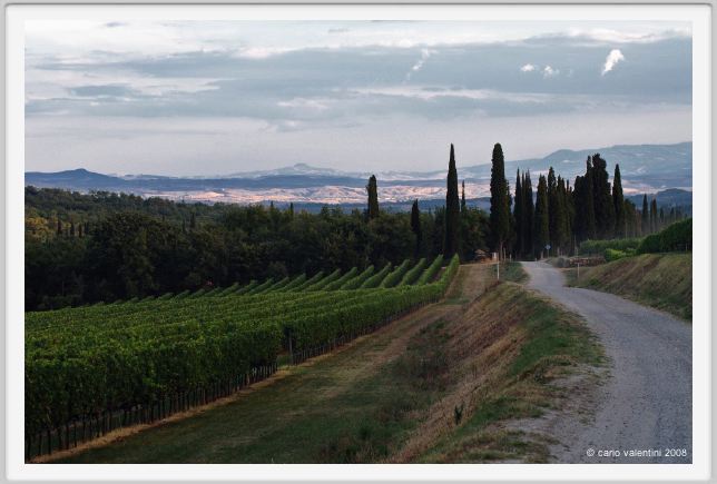 tenuta_di_arceno954