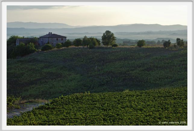 tenuta_di_arceno956