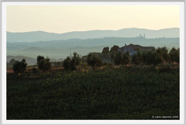tenuta_di_arceno957