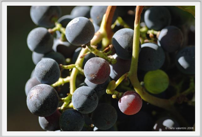 tenuta_di_arceno778