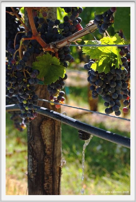 tenuta_di_arceno779