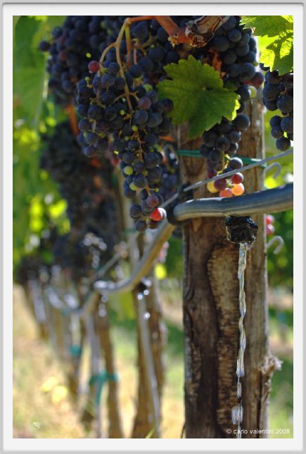 tenuta_di_arceno784