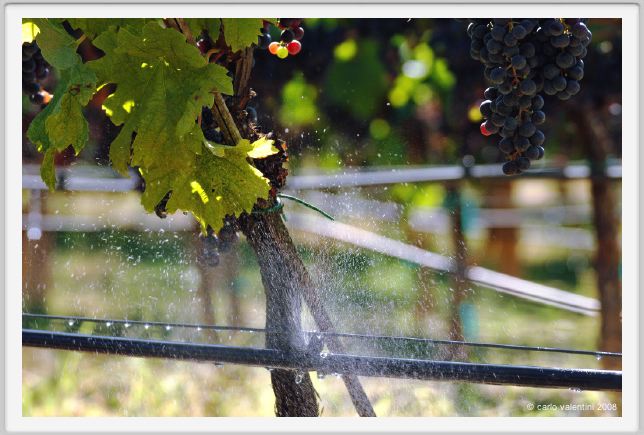 tenuta_di_arceno785