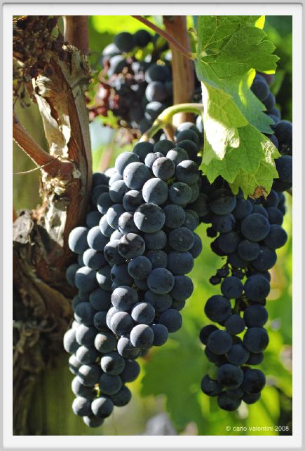 tenuta_di_arceno764