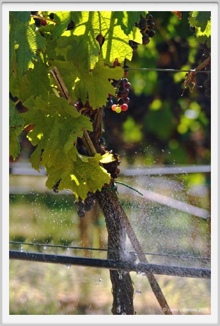 tenuta_di_arceno786