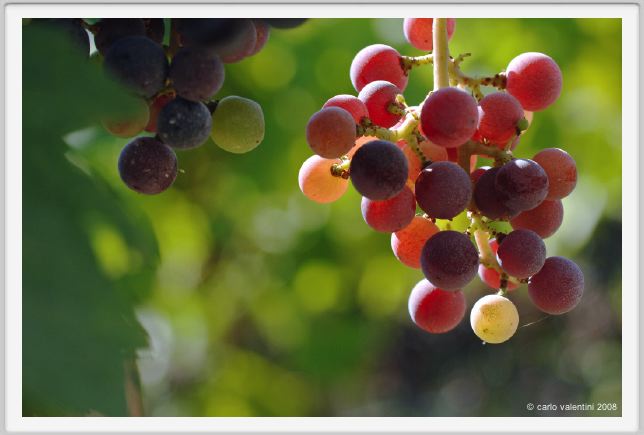 tenuta_di_arceno788