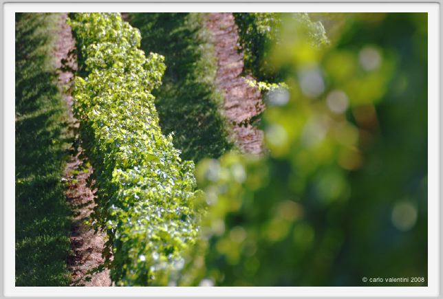 tenuta_di_arceno790