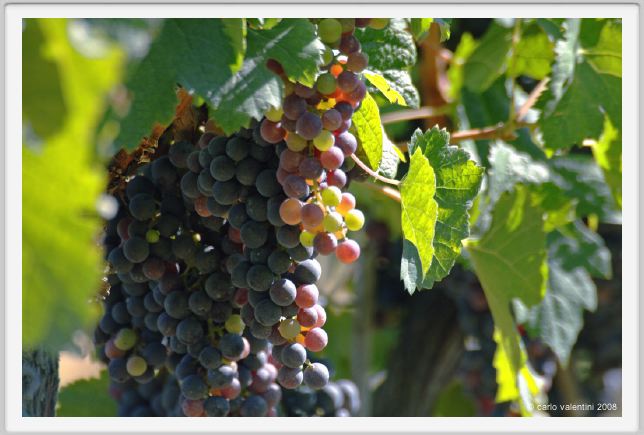 tenuta_di_arceno791