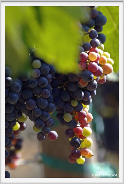 tenuta_di_arceno793