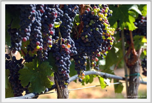 tenuta_di_arceno794