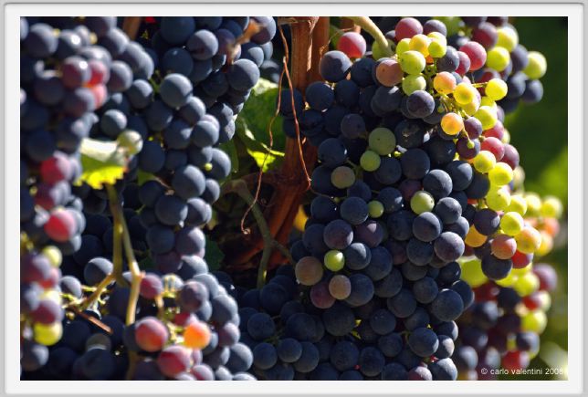 tenuta_di_arceno795
