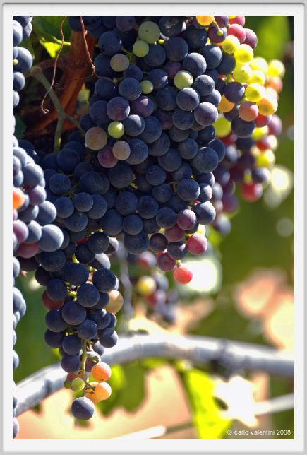 tenuta_di_arceno796