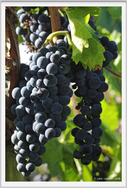tenuta_di_arceno765