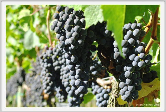 tenuta_di_arceno767