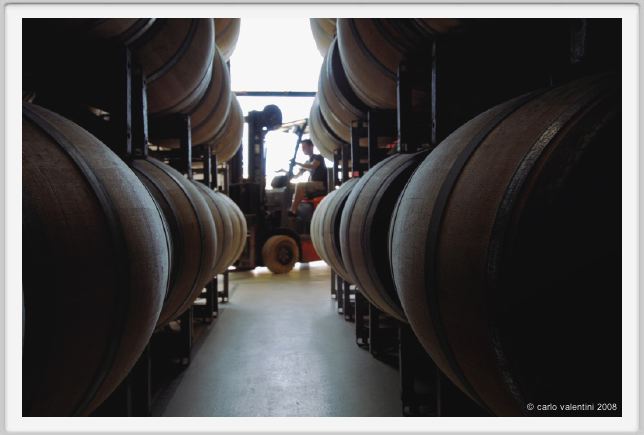 tenuta_di_arceno847