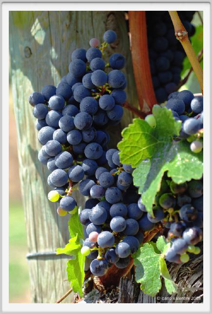 tenuta_di_arceno849