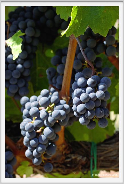 tenuta_di_arceno850