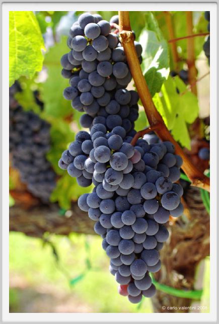 tenuta_di_arceno851