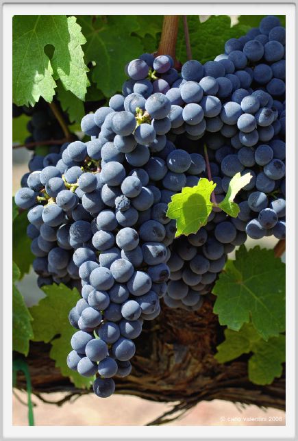 tenuta_di_arceno853